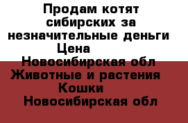 Продам котят сибирских за незначительные деньги › Цена ­ 200 - Новосибирская обл. Животные и растения » Кошки   . Новосибирская обл.